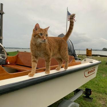 1989 Boston Whaler 150 sport