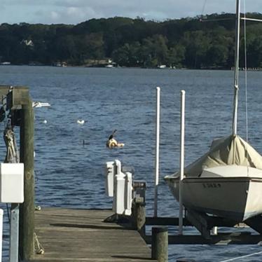 Boston Whaler Harpoon 5.2 Sailboat 1979