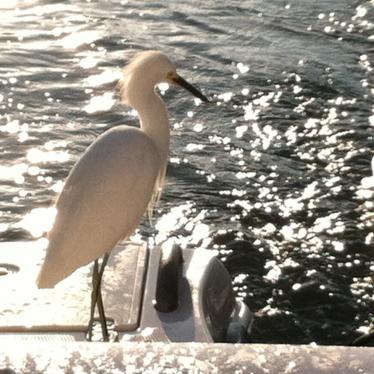 2000 Boston Whaler 15 center console