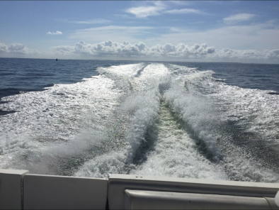 Searay 330 Sundancer 1994